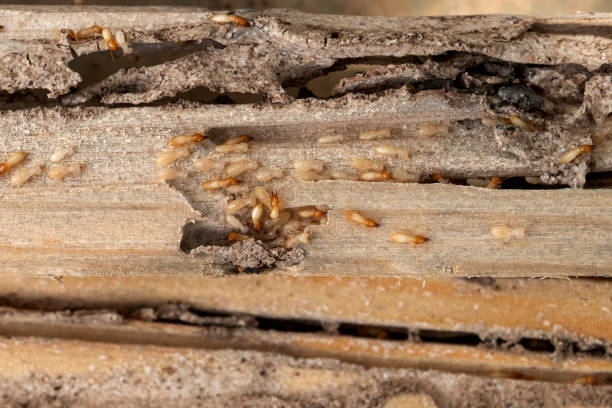 Best Wasp Removal Services  in Greenbriar, VA